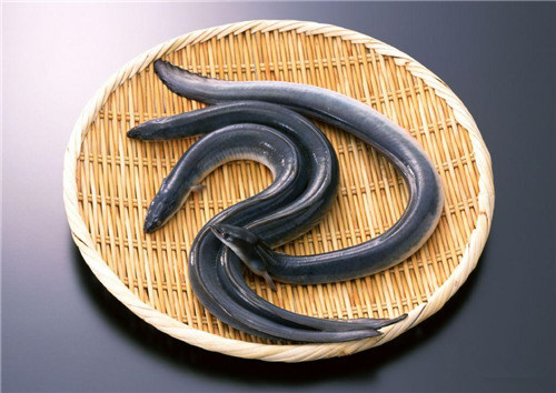 “水中人参”鳗鱼的营养与烹调