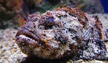 知识库｜如何处理、烹饪世界最毒的海鱼？