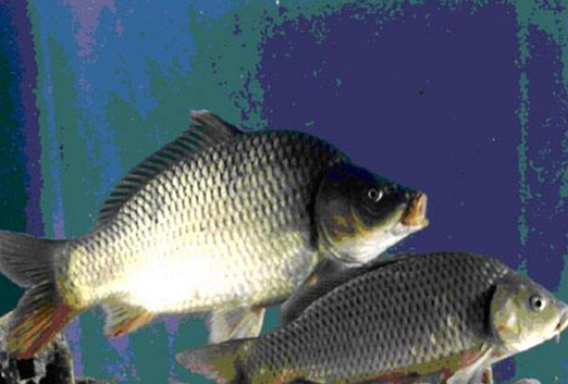 “中国制造”的转基因鲤鱼：冠鲤已经“枕戈待旦”了