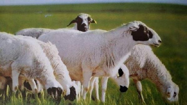 蒙地鲜蔬羊肉，为餐饮企业量身定制的羊肉新品类