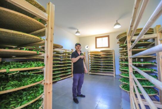 走近“肉桂王子”----探访武夷山最大的手工制茶工坊