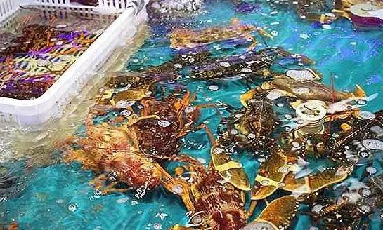 海鲜之战：上半场活鲜炒作已曲终，下半场冷冻海鲜厚积薄发？|餐饮界