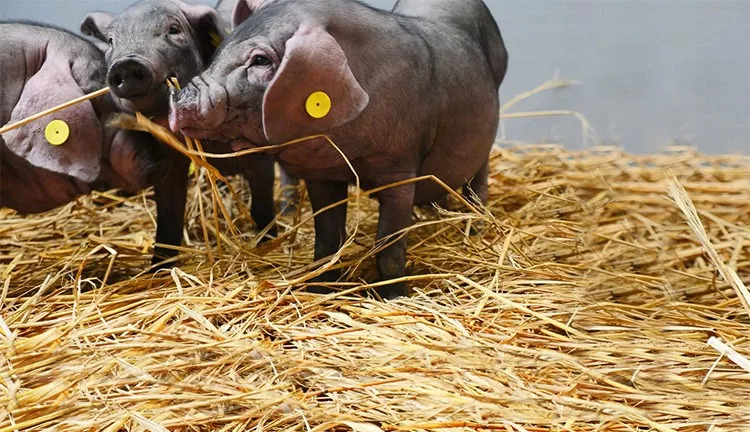 网红味央猪寻找全球厨房合伙人：我有肉，你有厨房吗？ | 热点|餐饮界