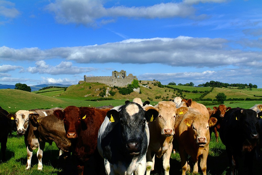 重磅！爱尔兰牛肉恢复对华出口
