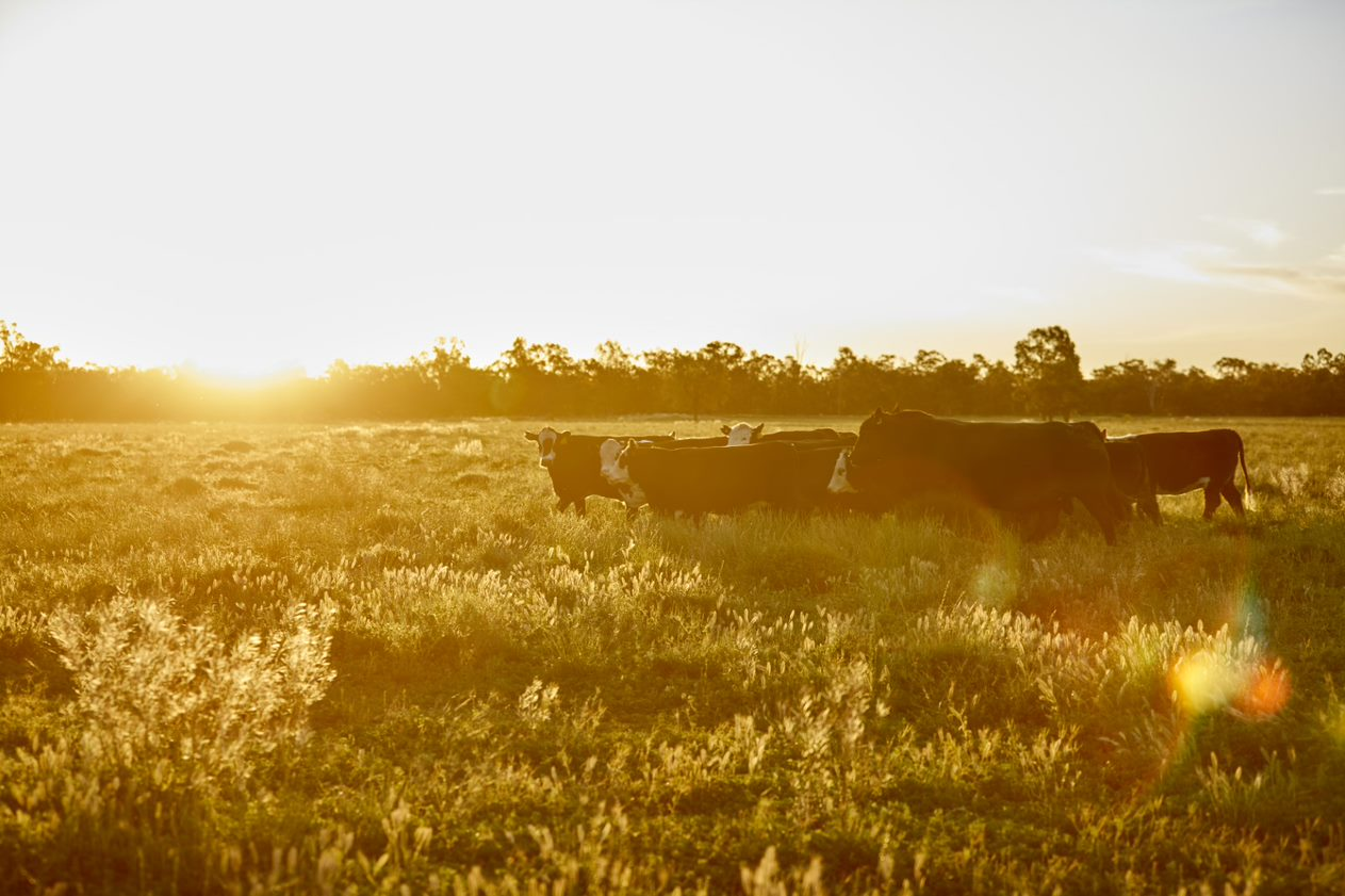 打造冬日美好生活！澳洲牛羊肉菜谱征集大赛圆满收官！