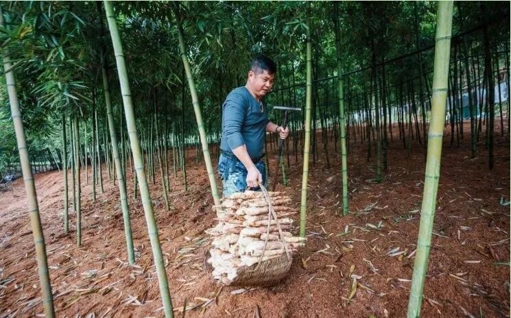 “小竹笋”撬动“大产业” 锅圈食汇让产地美味全国共享