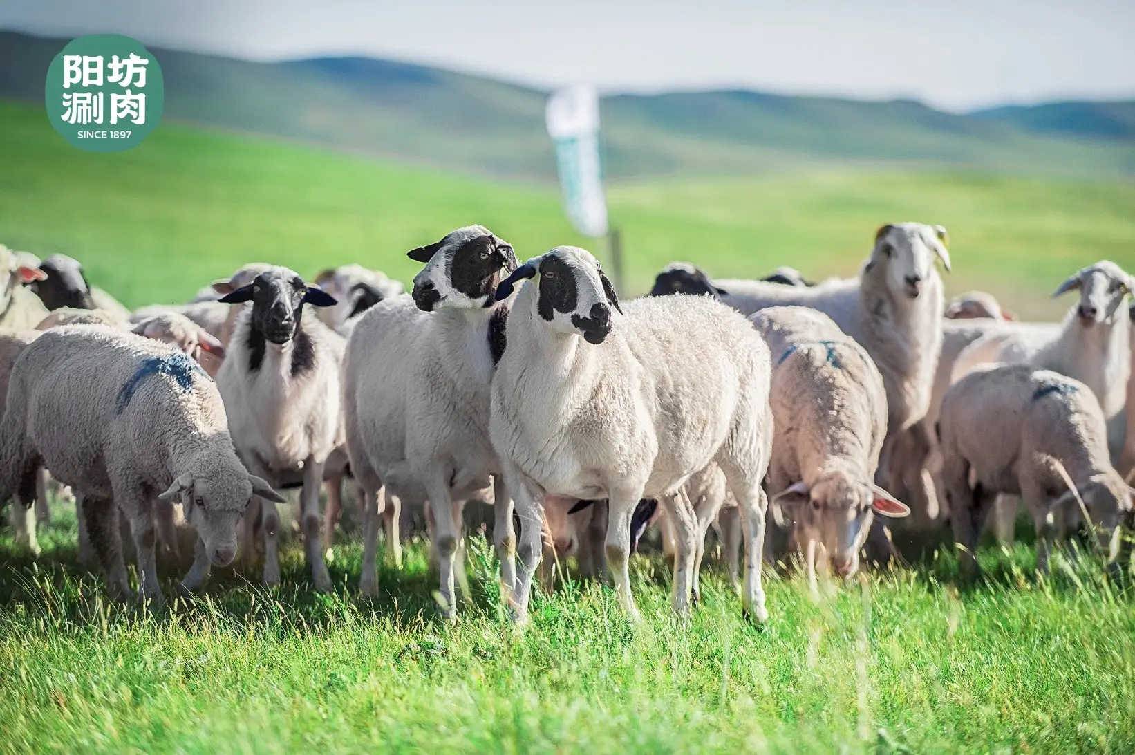 好羊肉才敢清水涮，在阳坊涮肉品尝正宗老北京涮肉精髓