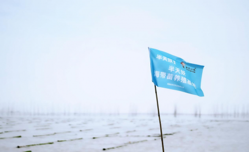 霞浦海带苗丰收季：半天妖助力产业腾飞，守护“舌尖上的鲜嫩”