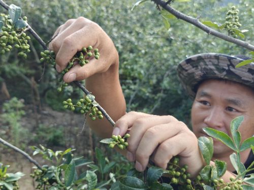 一颗青花椒的“顶流”之路：从深山枝头到半天妖销量榜首的风味旅程