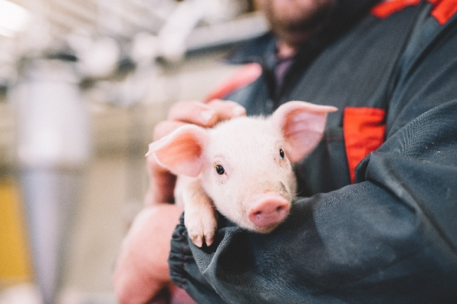 芬兰无抗生素肉品专家Atria阿特睿教你挑肉小妙招：买肉不能只看肉质，还要看动物福利标准